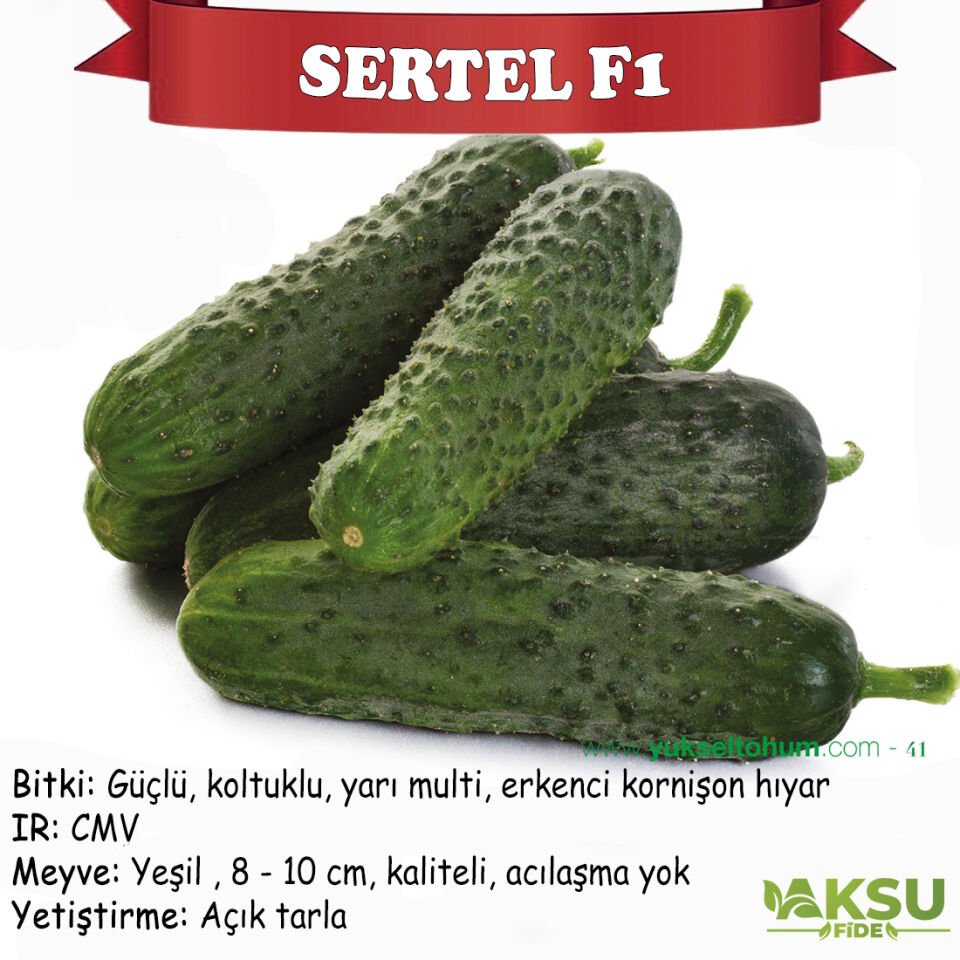 Sertel F1 Dikenli Hıyar Fidesi