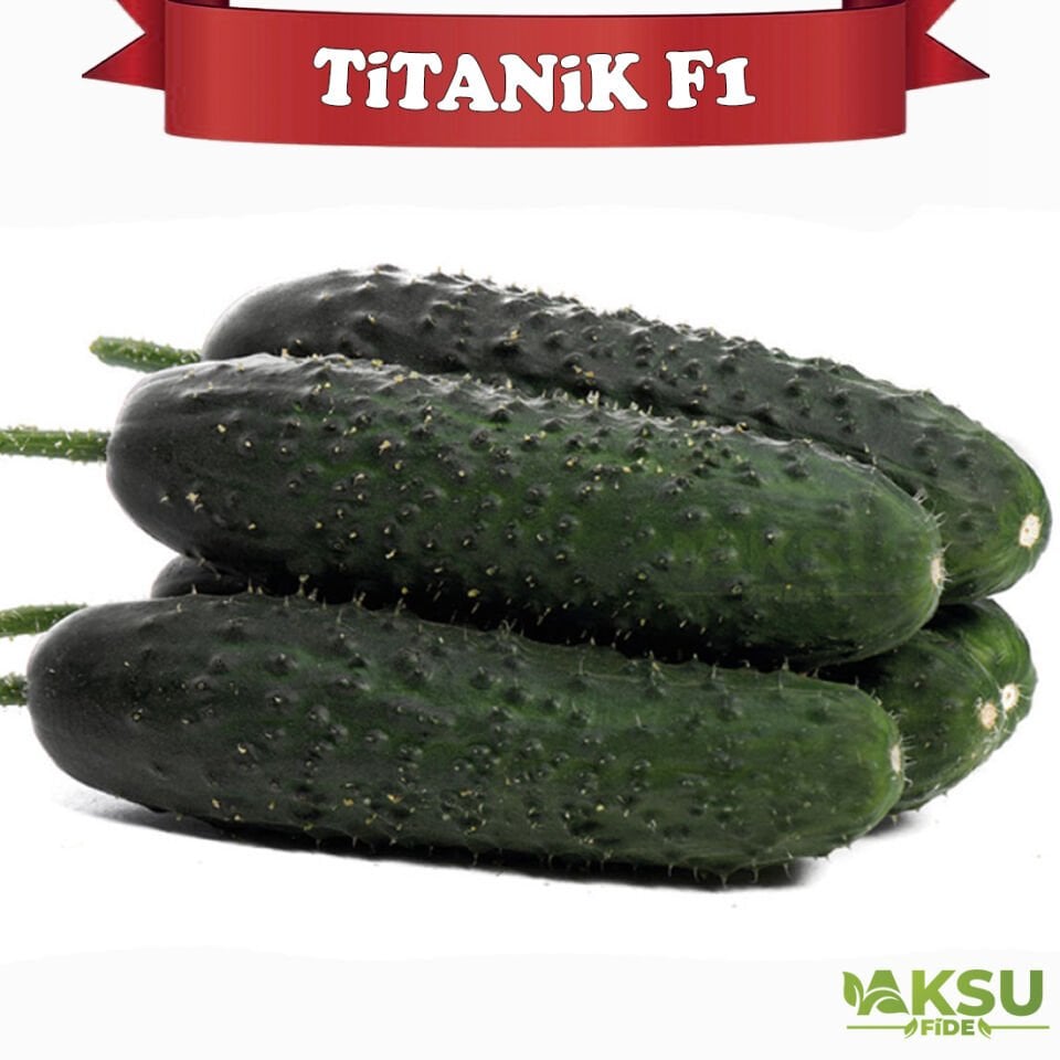 Titanik F1 Dikenli Hıyar Fidesi