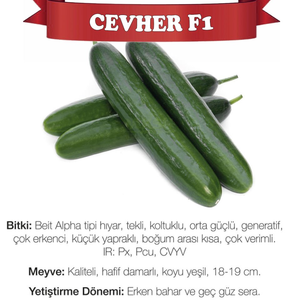 Cevher F1 Erkenci Hıyar Fidesi