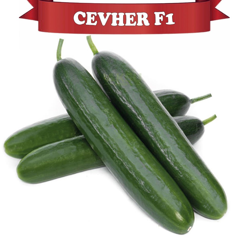 Cevher F1 Erkenci Hıyar Fidesi