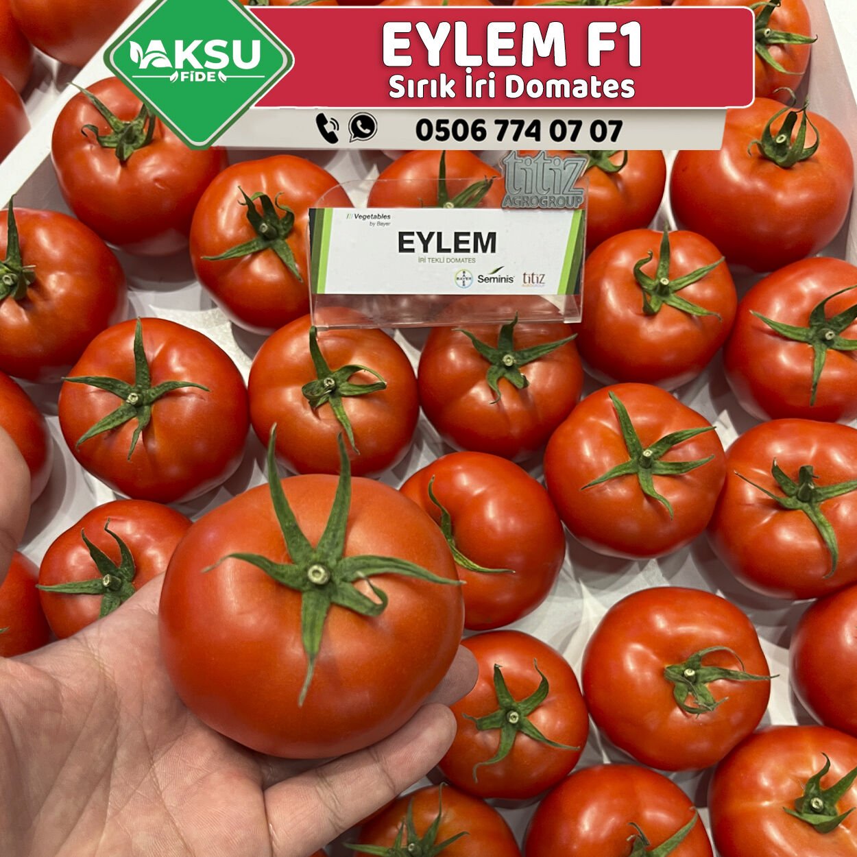 Eylem F1 Sırık İri Domates Fidesi