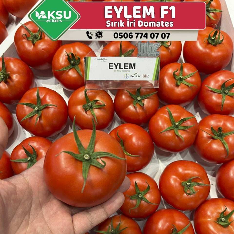 Eylem F1 Sırık İri Domates Fidesi