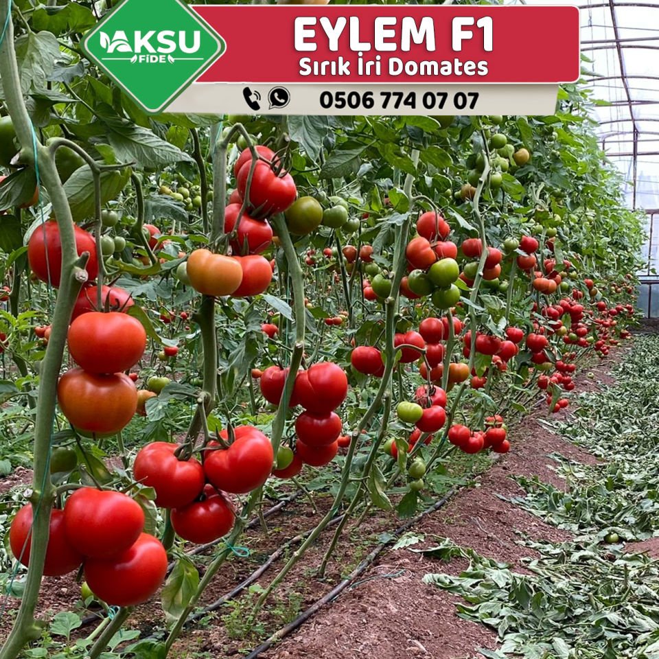 Eylem F1 Sırık İri Domates Fidesi