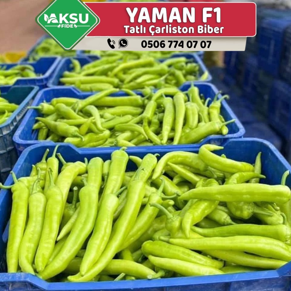 Yaman F1 Çarliston Biber Fidesi