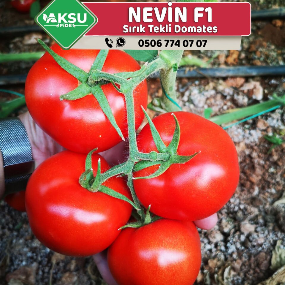 Nevin F1 Sırık İri Tane Domates Fidesi