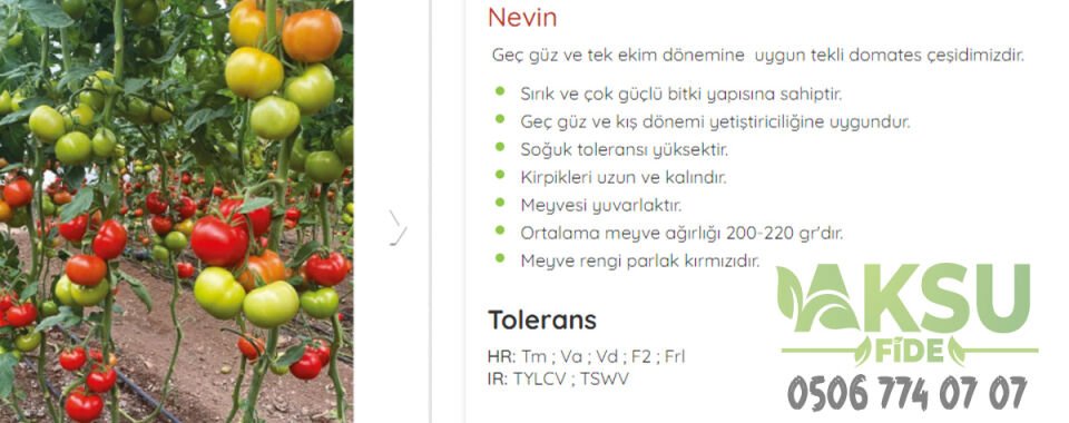 Nevin F1 Sırık İri Tane Domates Fidesi