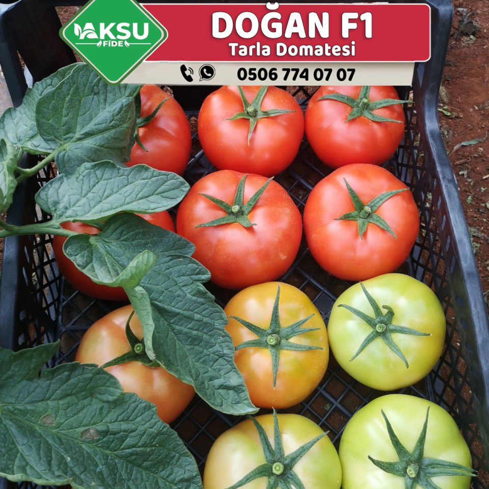 Doğan F1 Tekli Tarla Domates Fidesi
