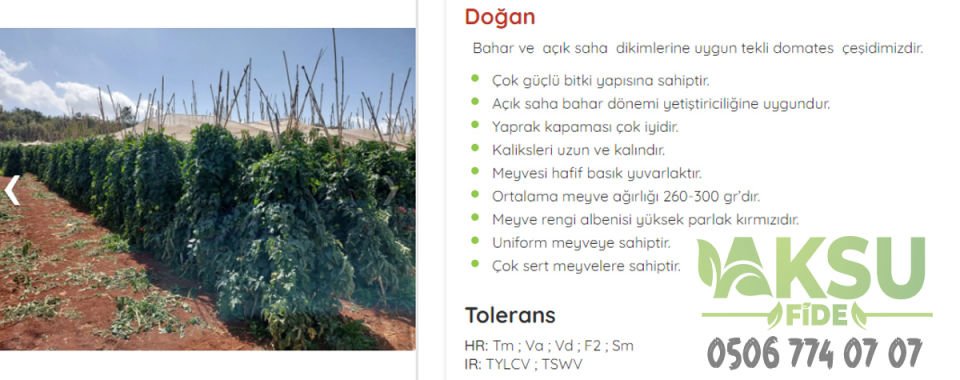 Doğan F1 Tekli Tarla Domates Fidesi