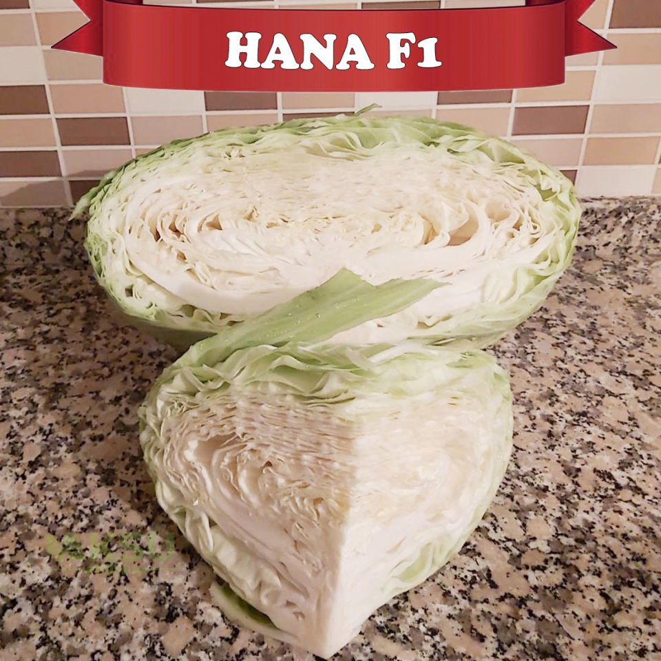 Hana Lahana Fidesi