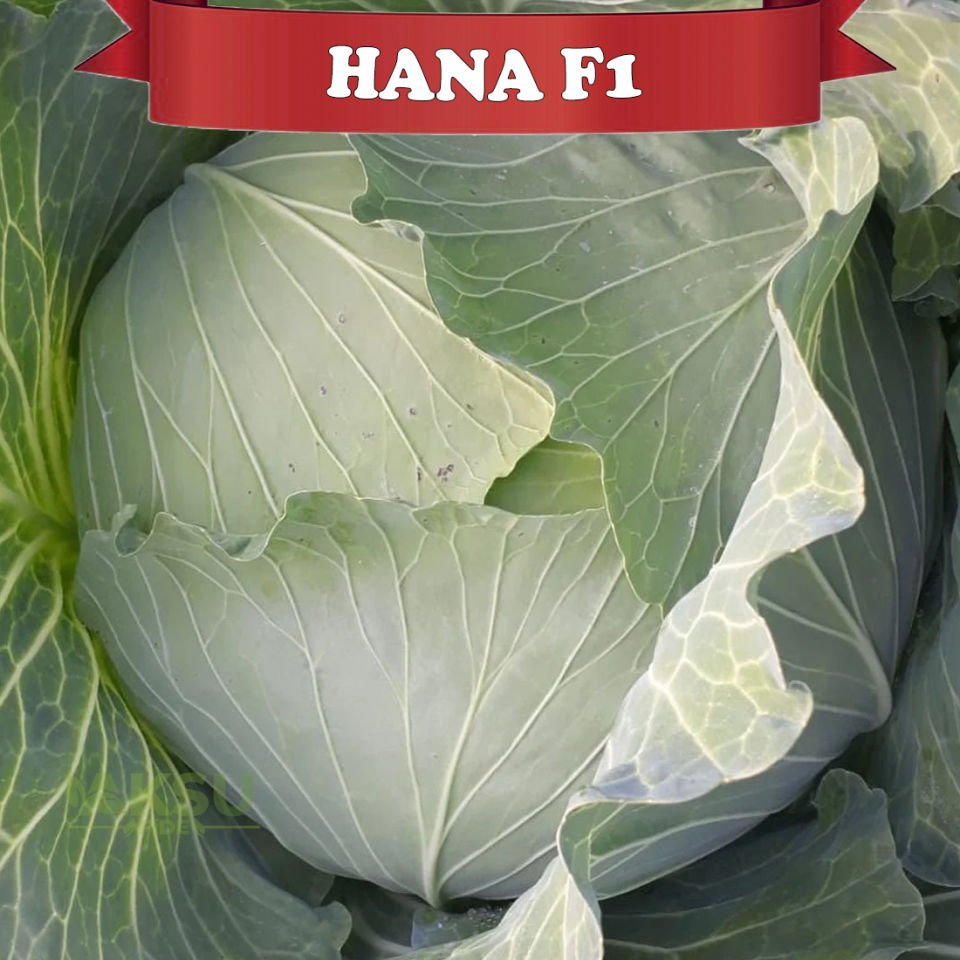 Hana Lahana Fidesi