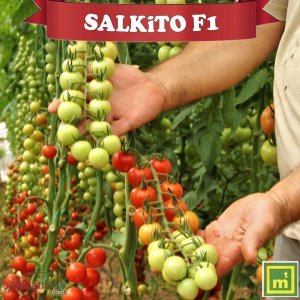 Salkito F1 Kokteyl Domates Fidesi
