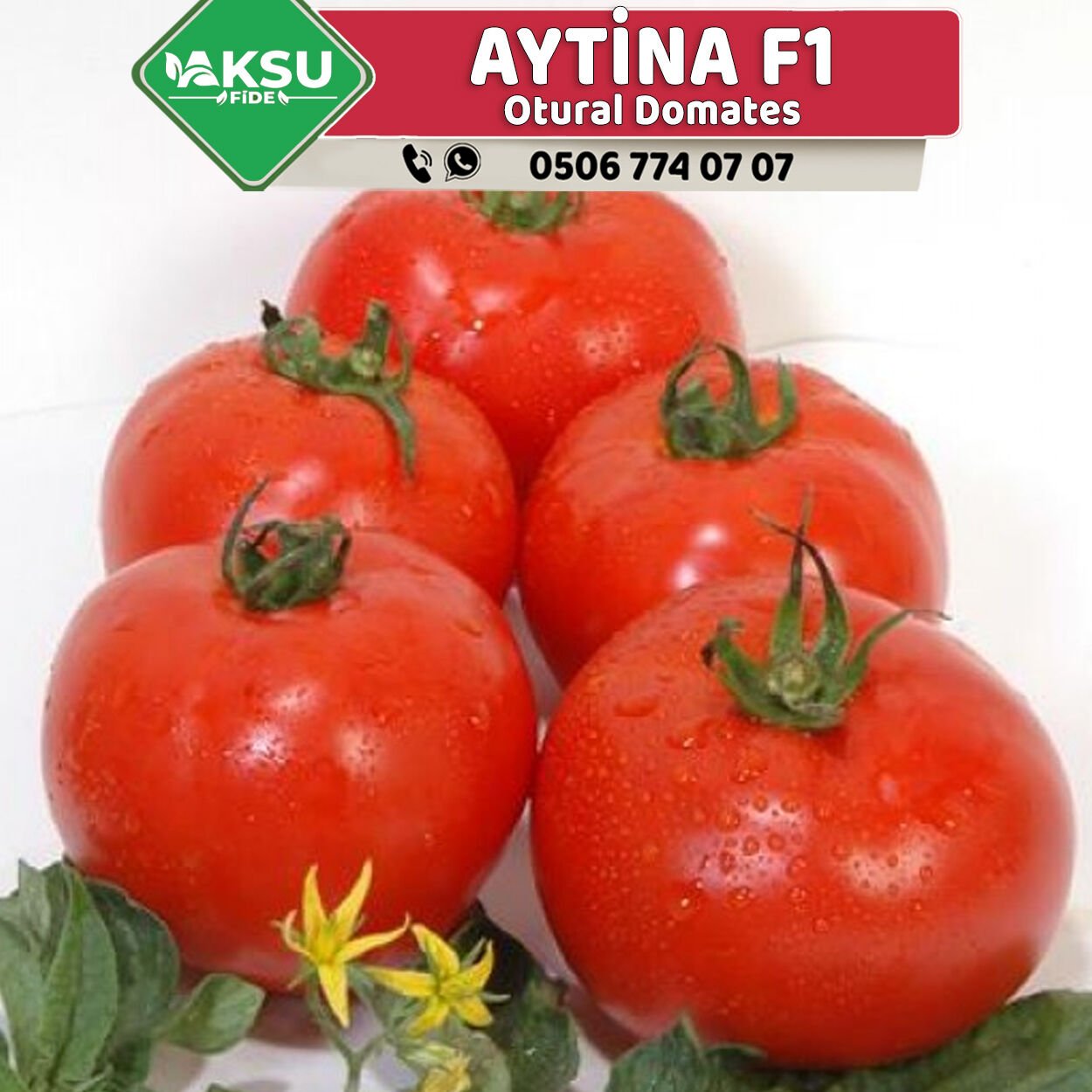 Aytina F1 Oturak Domates Fidesi