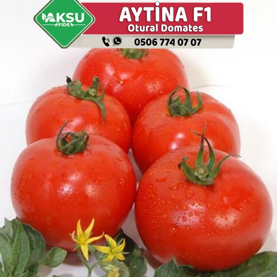 Aytina F1 Oturak Domates Fidesi