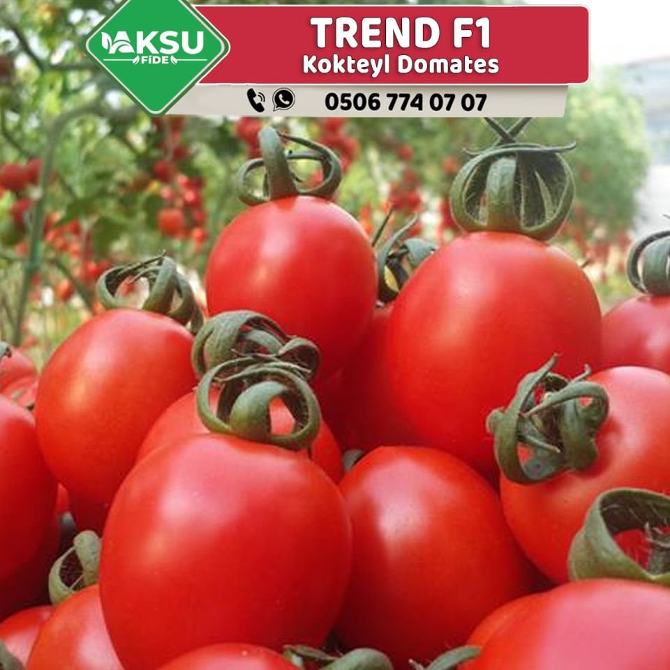 Trend F1 Kokteyl Domates Fidesi