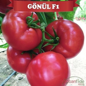 Gönül F1 Domates Fidesi