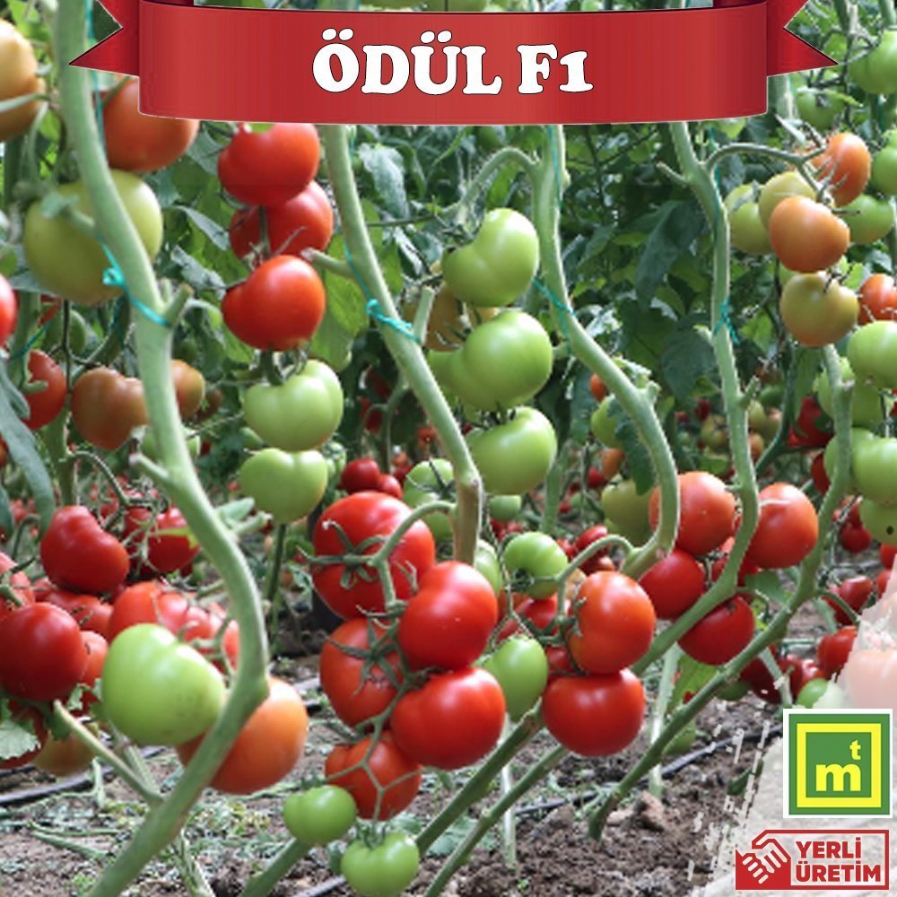 Ödül F1 Tane Domates Fidesi