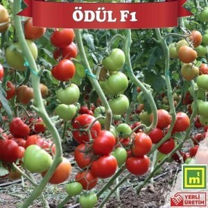Ödül F1 Tane Domates Fidesi