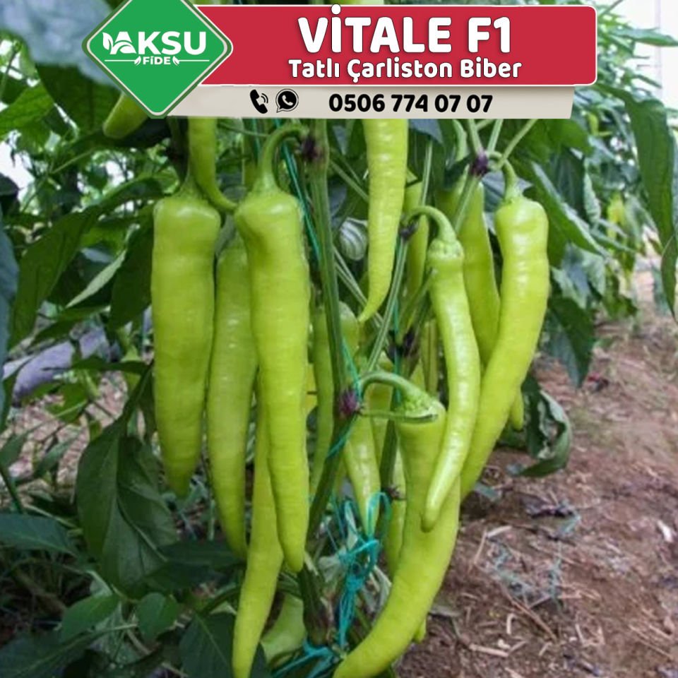 Vitale F1 Çarliston Biber Fidesi
