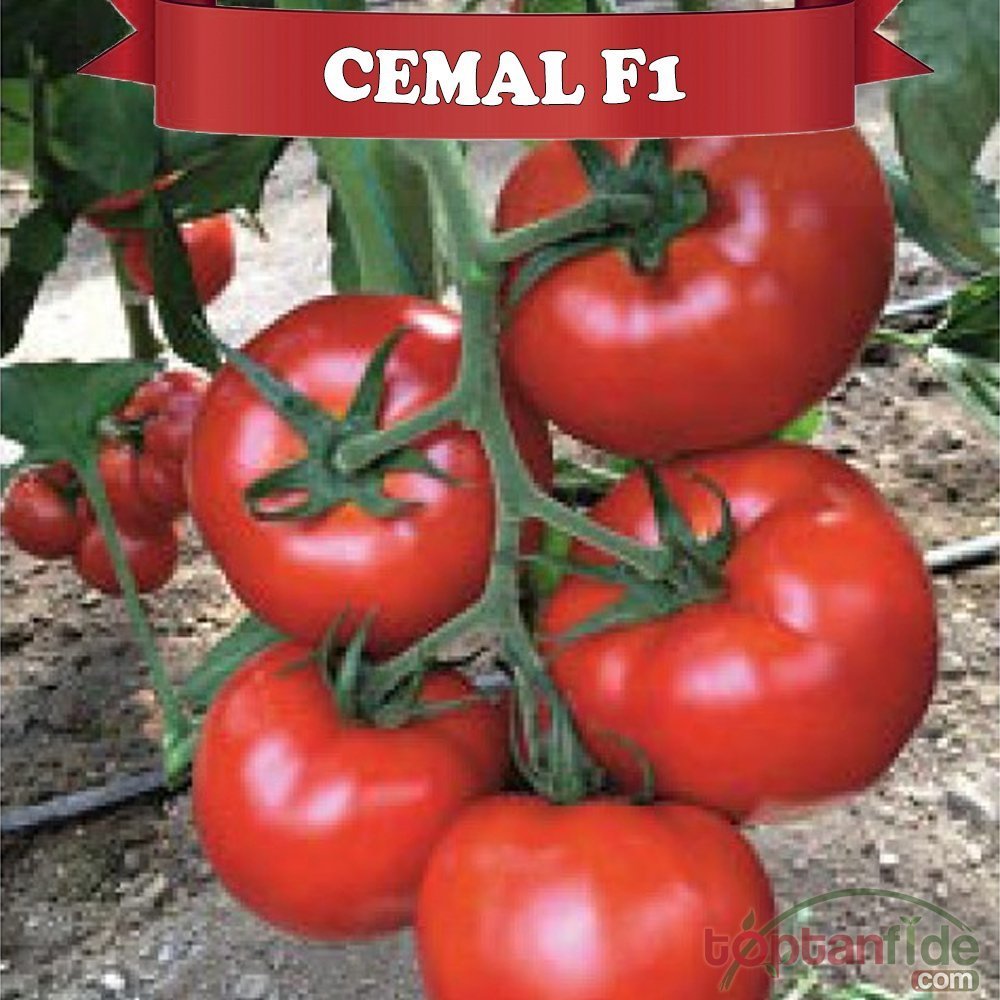 Cemal F1 Domates Fidesi