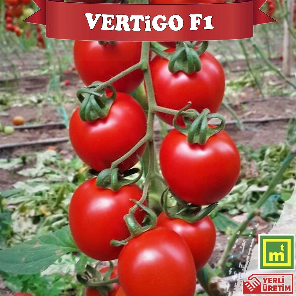 Vertigo F1 Salkım Domates Fidesi