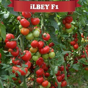İlbey F1 Domates Fidesi