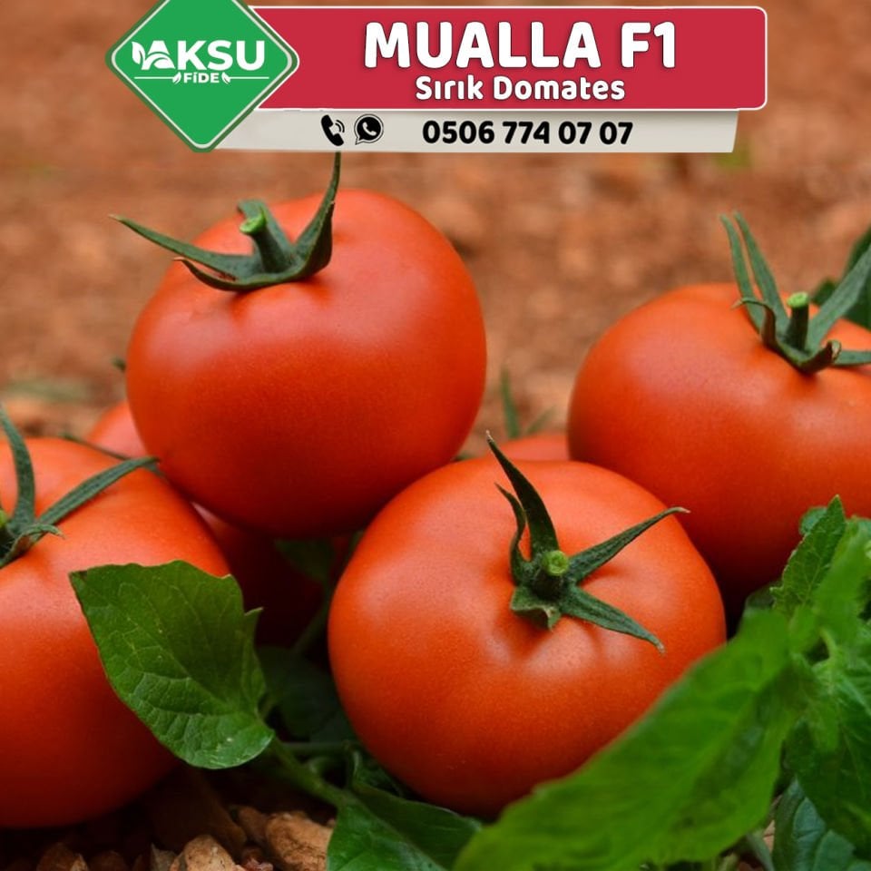 Mualla F1 Sırık Domates Fidesi
