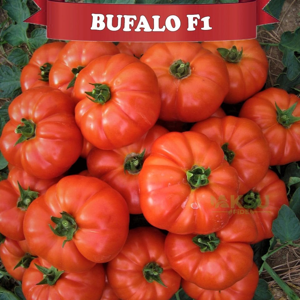 Bufalo F1 Beef Domates Fidesi