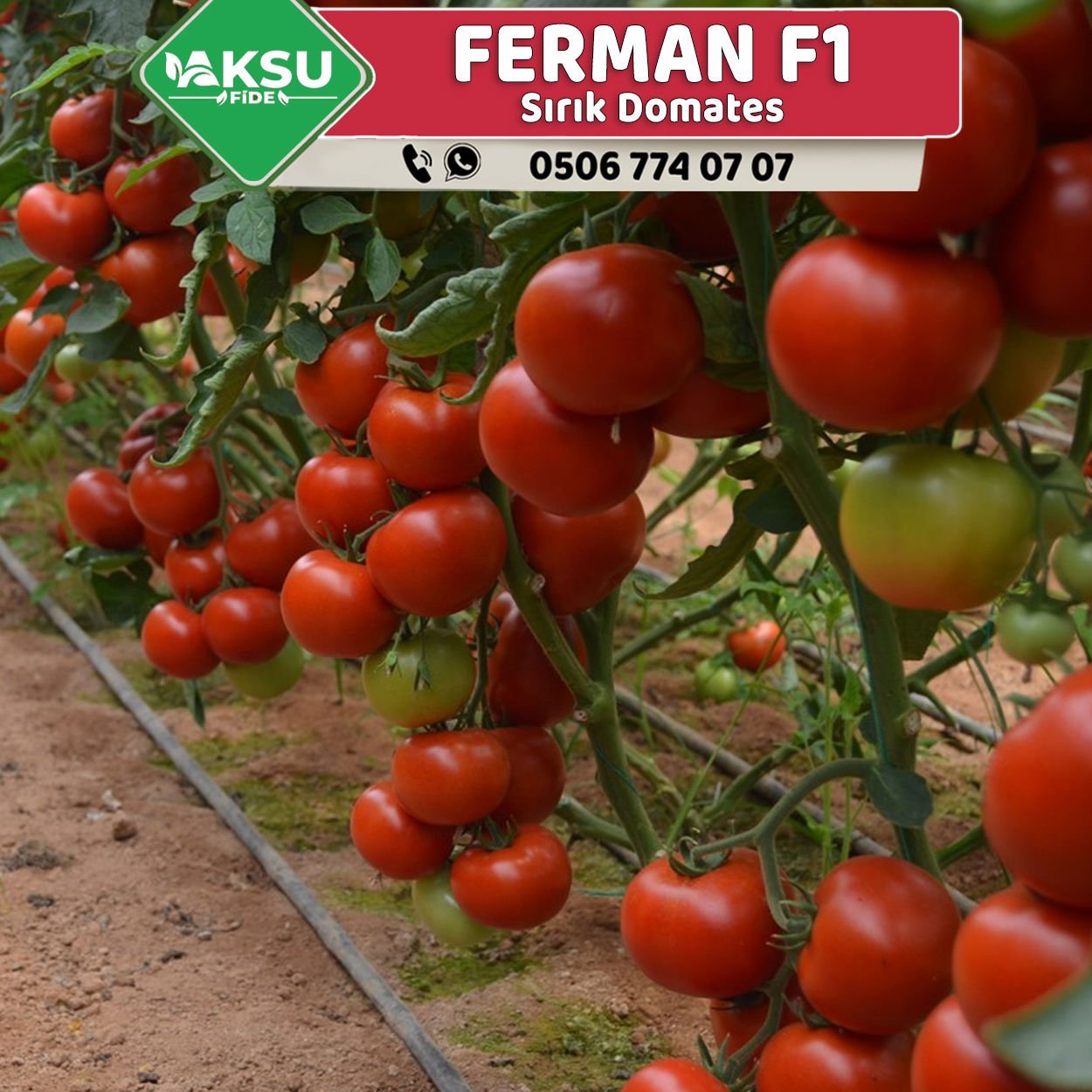 Ferman F1 Sırık Domates Fidesi