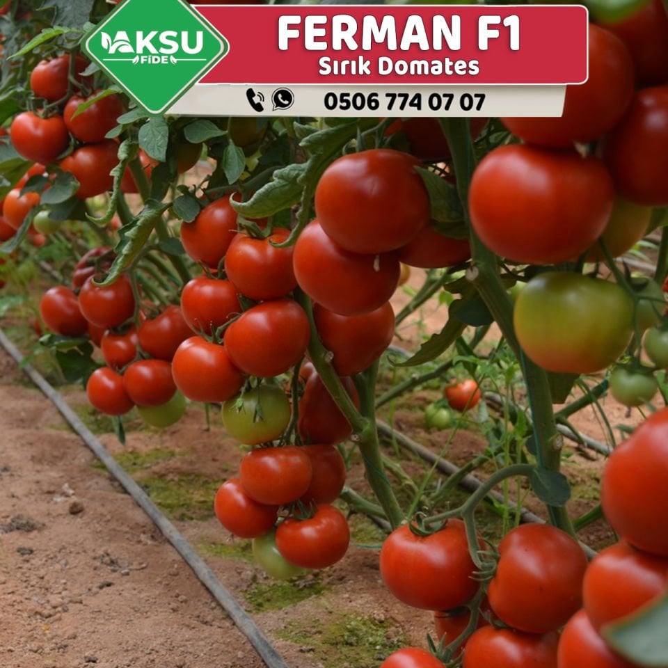 Ferman F1 Sırık Domates Fidesi