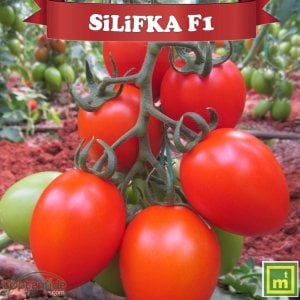 Silifka F1 Yumurta Domates Fidesi