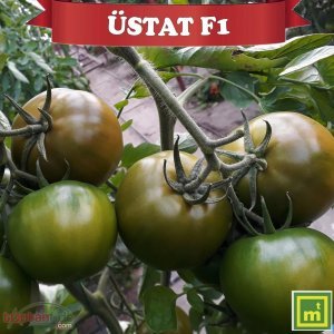 Üstat F1 Kahve Domates Fidesi