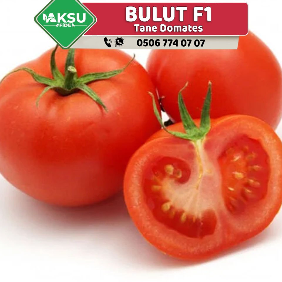 Bulut F1 Tane Domates Fidesi