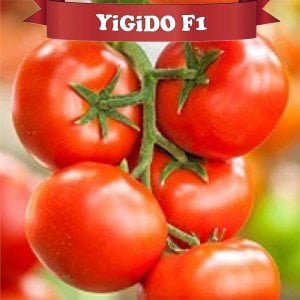 Yigido F1 Sırık Domates Fidesi