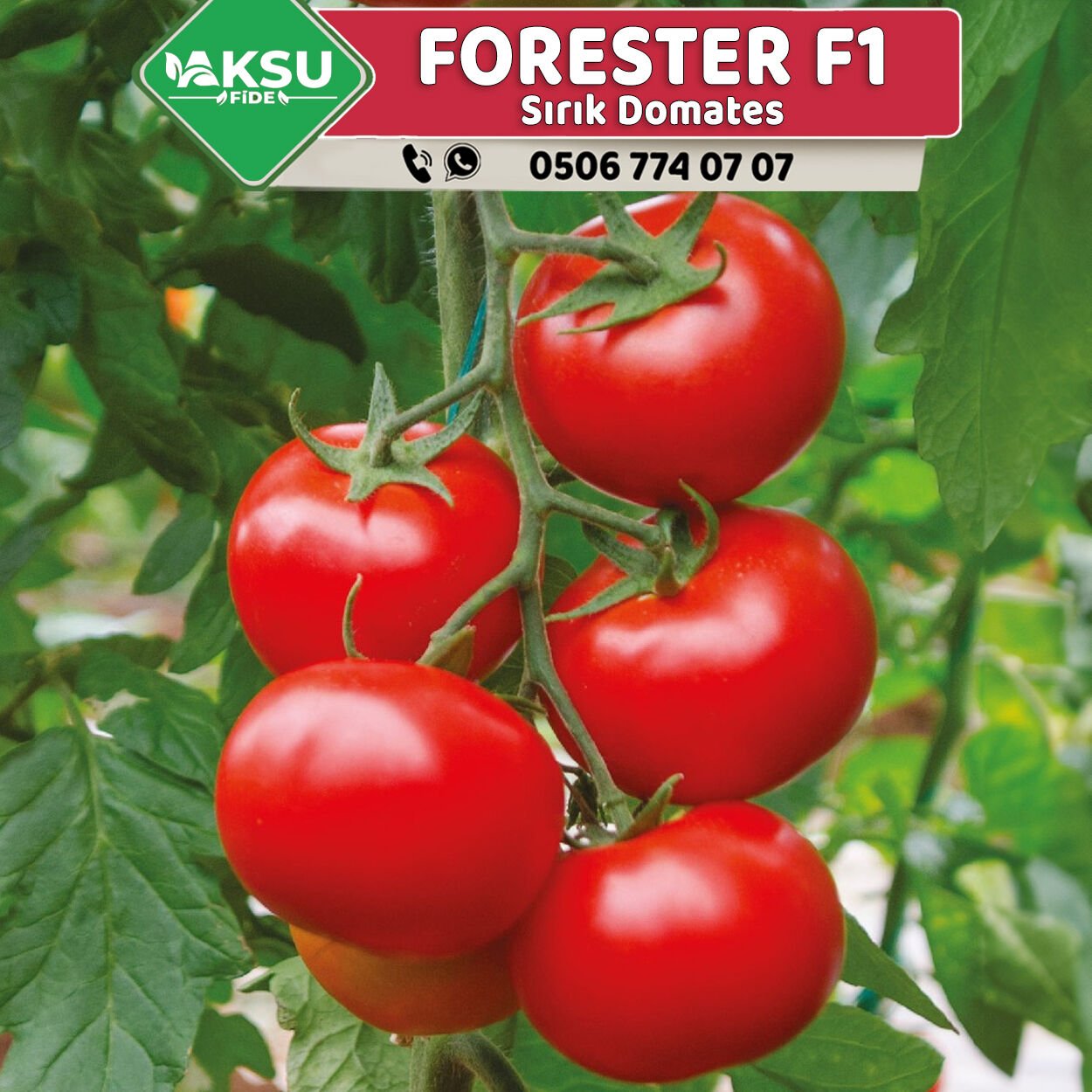 Forester F1 Sırık Domates Fidesi