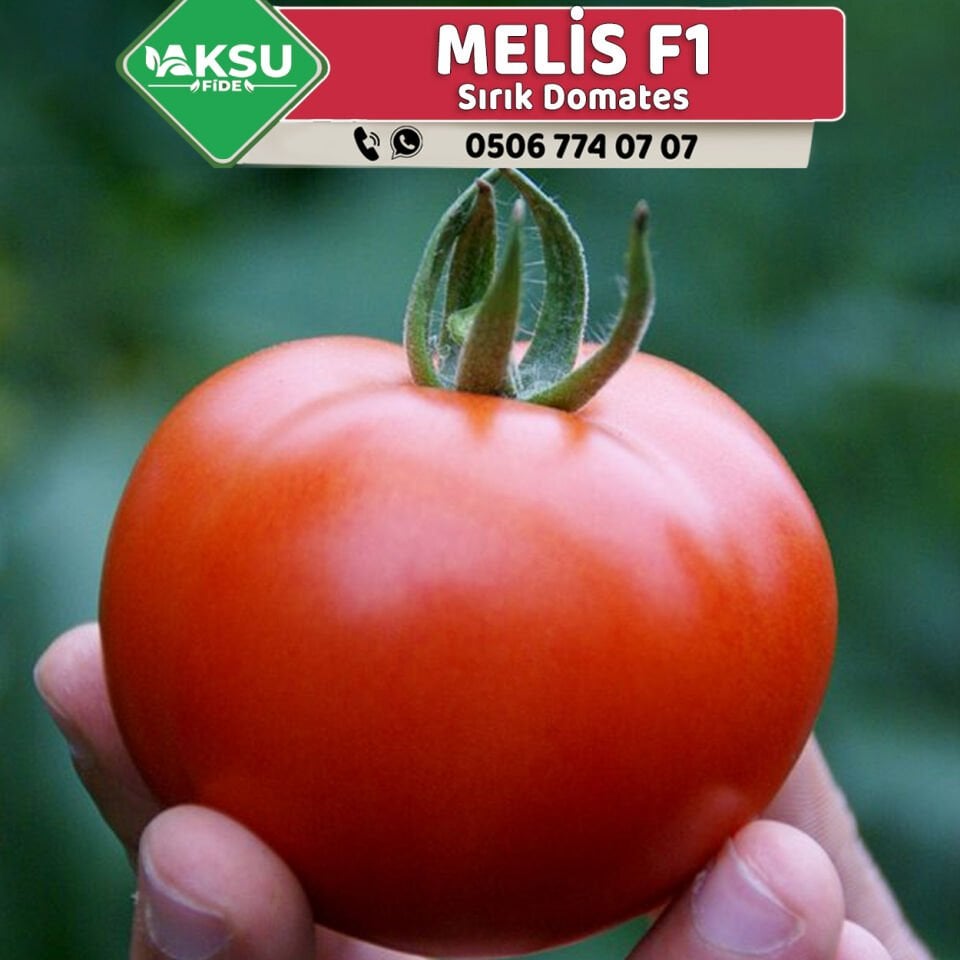 Melis F1 Sırık Domates Fidesi