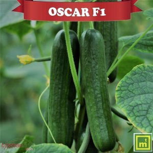 Oscar F1 Beith Alpha Hıyar Fidesi