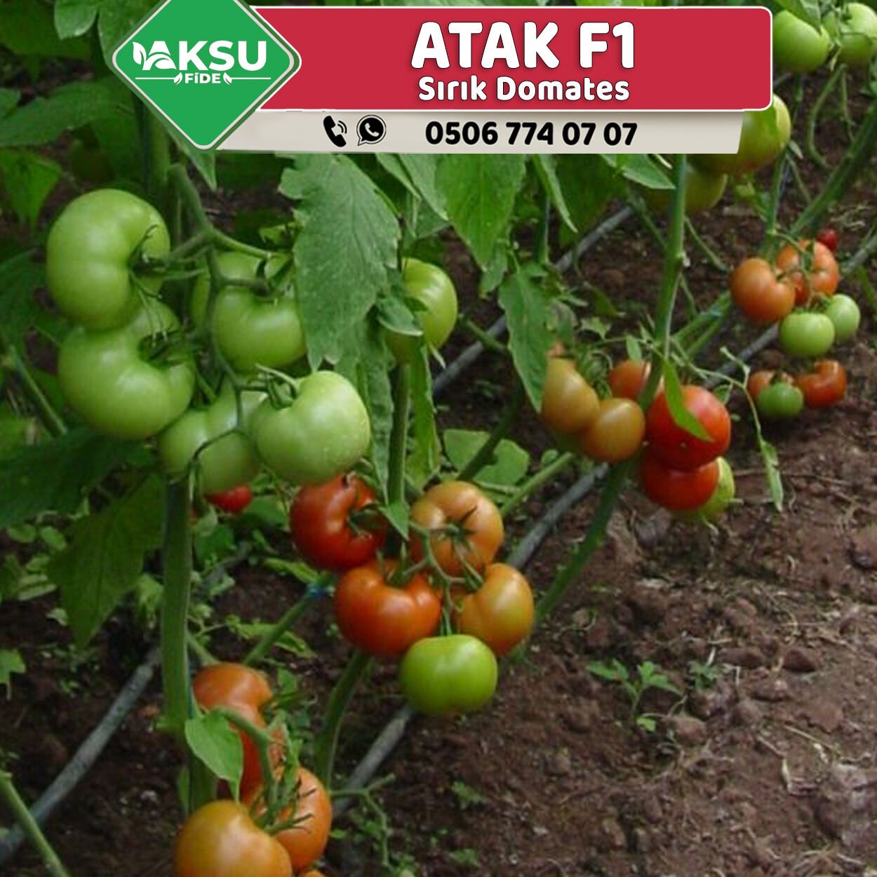 Atak F1 Sırık Domates Fidesi