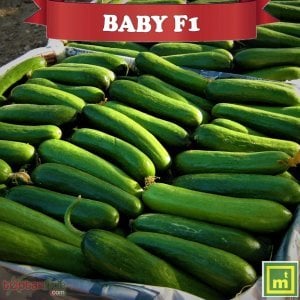 Baby F1 Mini Hıyar Fidesi