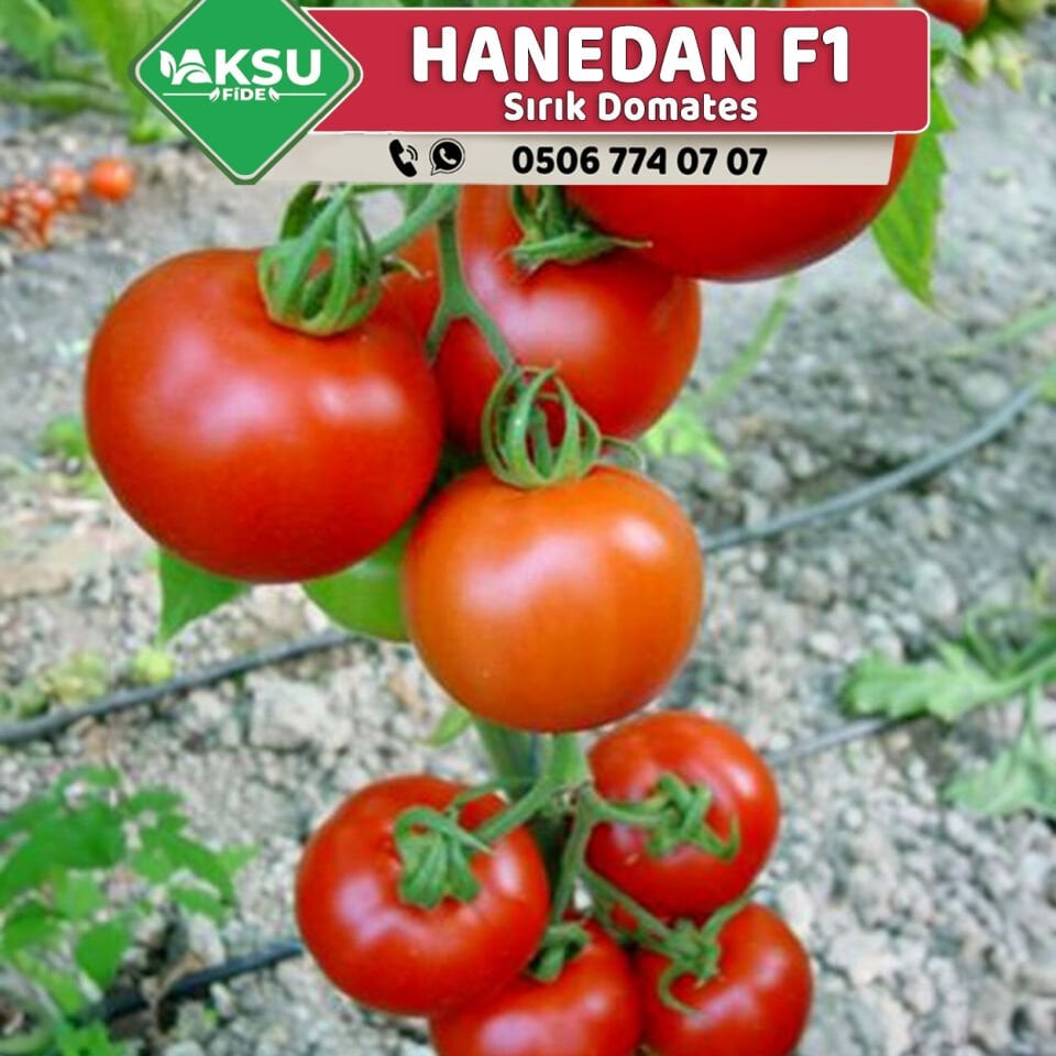 Hanedan F1 Sırık Domates Fidesi