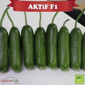 Aktif F1 Mini Hıyar Fidesi