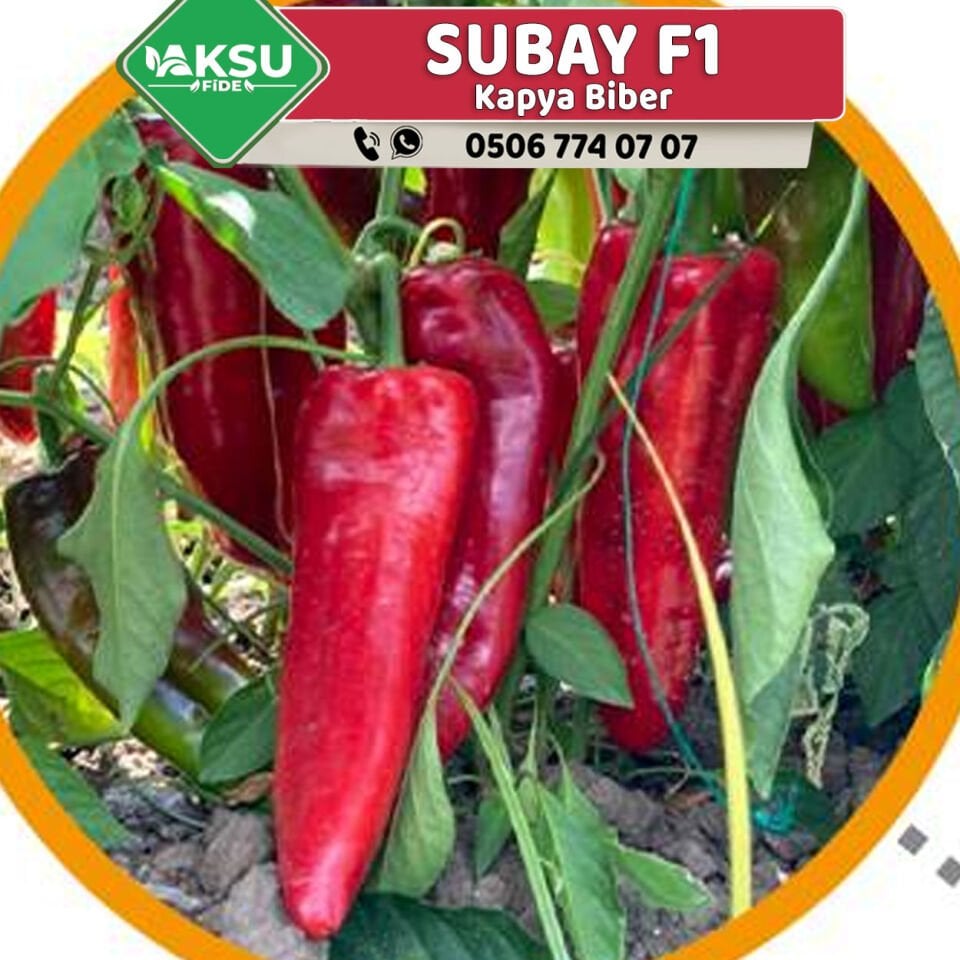 Subay F1 Kapya Biber Fidesi