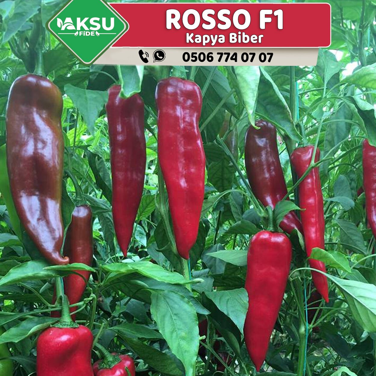 Rosso F1 Kapya Biber Fidesi
