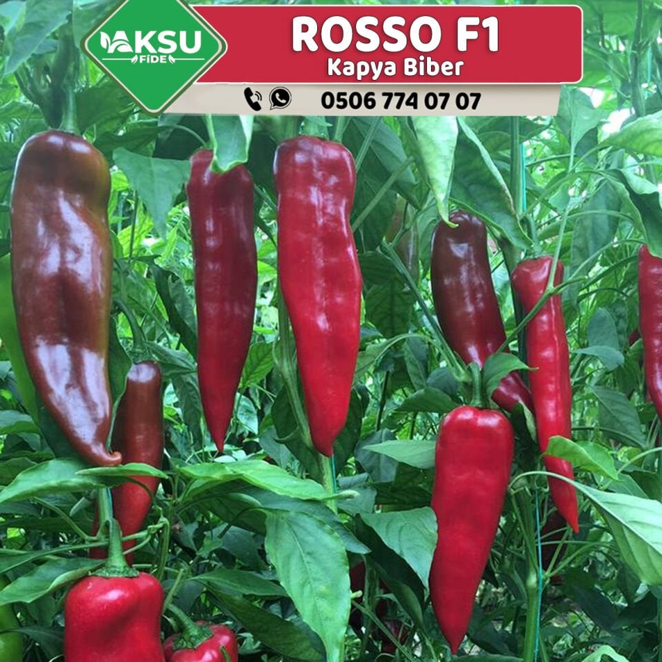 Rosso F1 Kapya Biber Fidesi