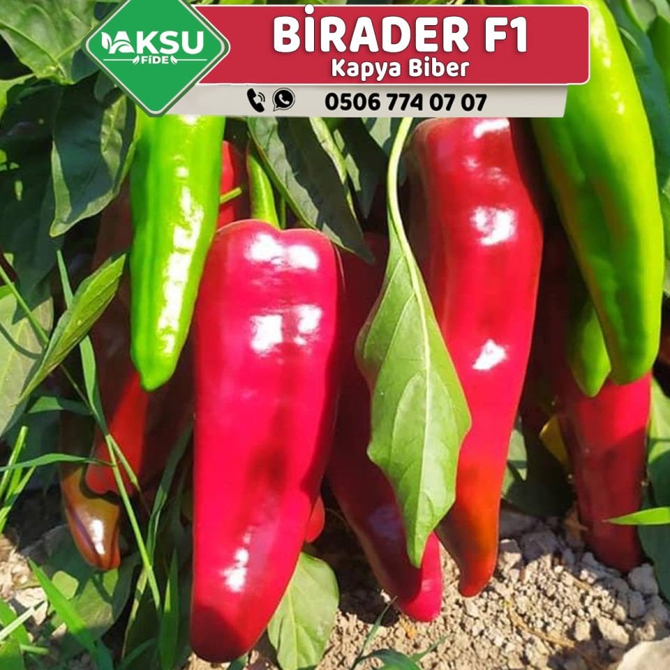Birader F1 Kapya Biber Fidesi