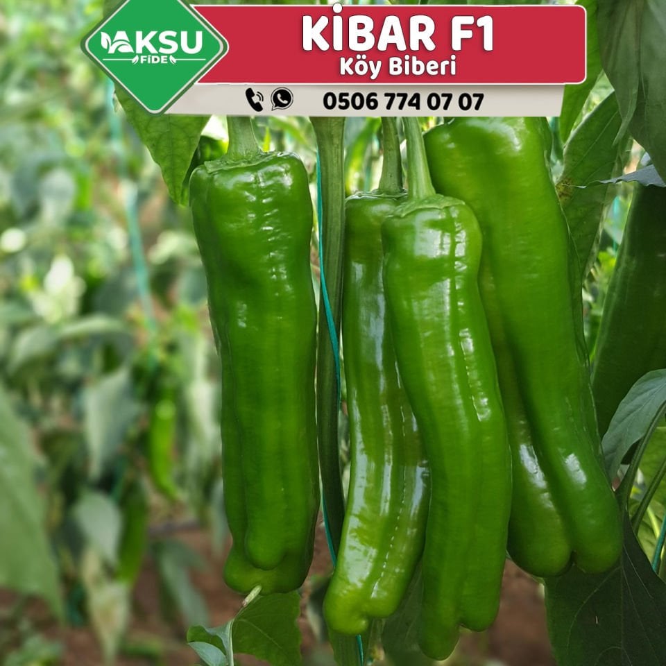 Kibar F1 Köy Biberi Fidesi