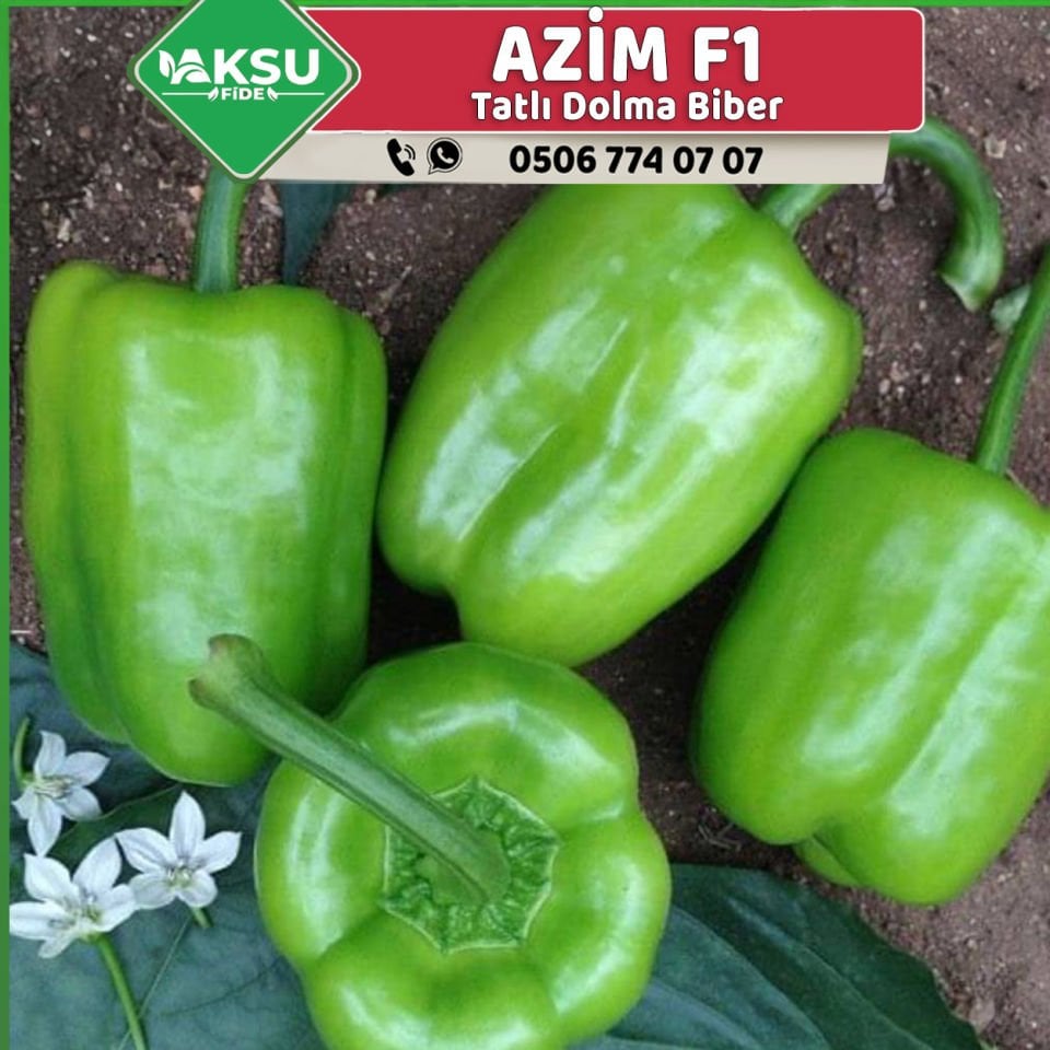 Azim F1 Dolma Biber Fidesi