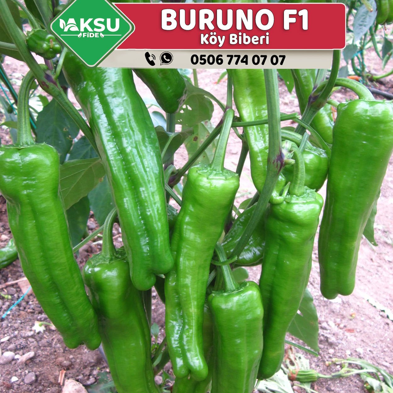Buruno F1 Köy Biberi Fidesi