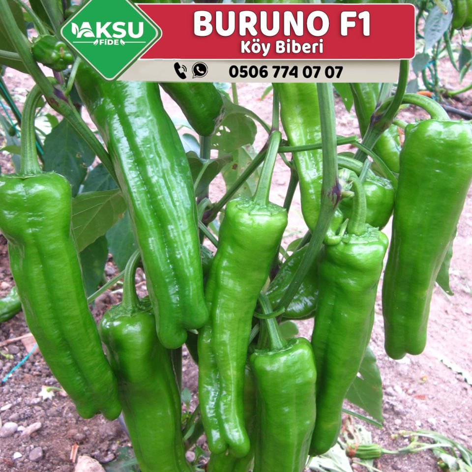 Buruno F1 Köy Biberi Fidesi