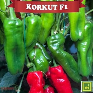 Korkut F1 İsot Biber Fidesi