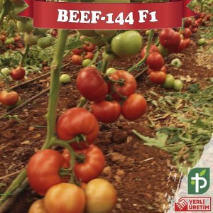 Beef-144 F1 - Beef Domates Fidesi